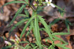 Cutleaf toothwort